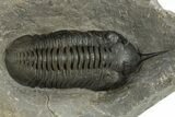 Morocconites Trilobite Fossil - Ofaten, Morocco #310249-1